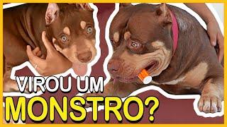 CRESCIMENTO de  PITBULL até  11 Meses Pitmonster