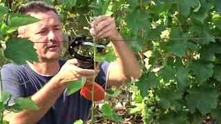 Формирование куста винограда в год прививки с пробуждением глазка Хисамутдинов АФ