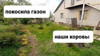 Мои коровы Стало видно дизайн