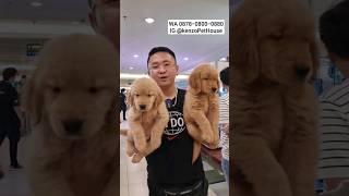 Jual Golden Retriever Puppy