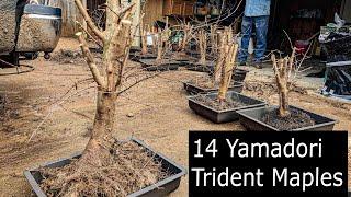 14 collected Yamadori Trident maples Root work and potting.