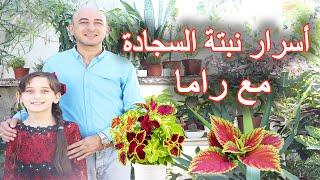 العناية بنبتة السجادة من زراعة و ري و تسميد و اكثار Coleus Plant care and propagation.