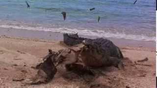 Noticias de hoje Crocodilo quebra casco de tartaruga morta por rede em praia na Austrália