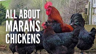 Marans Chickens Breed Profile Varieties and Care