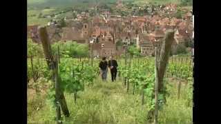 Discover the Wines of Alsace