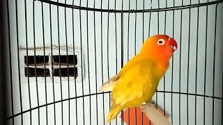 Pancingan Lovebird NGEKEK PANJANG Bikin Nyaut Lovebird Lain