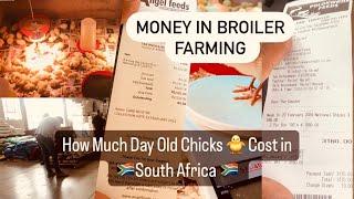 HOW TO START A SUCCESSFUL BROILER CHICKEN FARM  How Much Day Old Chicks Cost in South Africa