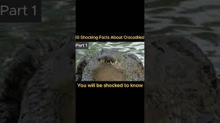 10 Shocking Facts You Didn’t Know About Crocodiles