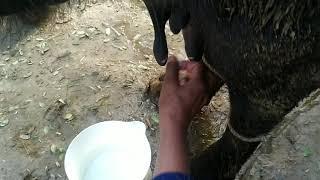  Buffalo milking in village styleasma