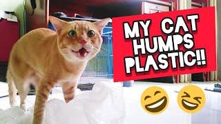 Cat Humps Plastic  Why does my cat hump things?