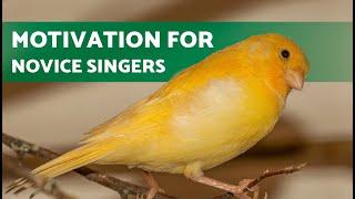 CANARY SINGING to MOTIVATE NOVICE SINGERS
