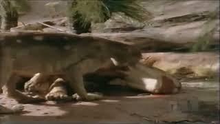 Once Upon Australia 1995 - Thylacoleo Screen Time