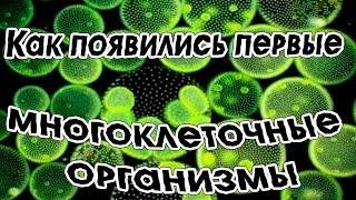 Как появились первые многоклеточные организмы ?