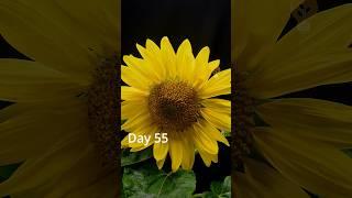Seed to sunflower timelapse #timelapse #sunflower