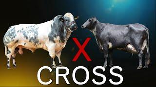 14 Worlds Largest Cattle Crossbreeds