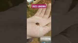 YENİ SEZONA DOĞRU #trending #shorts #short #shortvideo #beekeeping #arıcılık #arı #trendingshorts