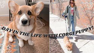 DOG VLOG day in the life with puppy  corgi bath time dog park and shopping at PetSmart