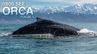 0800 SEE ORCA - The Adventure Of My Life  Episode 1
