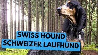 Swiss Hound - TOP 10 Interesting Facts - Schweizer Laufhund