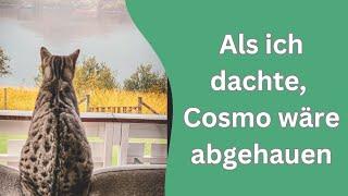 Cosmo will Frühstück am Menschentisch