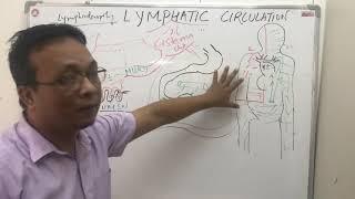 lymphatic circulation -2lymph node chylethoracic ductnursing and MBBS 1