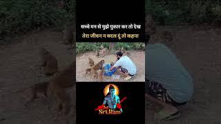 मंगलवार के दिन की शुरुआत हनुमान जी के साथ  How To Impress Lord Hanuman  Monkey Feeding Video