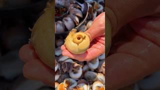 Cats eye snails Cats eye snails  Seafood is of course the freshest when it is freshly caught #yt