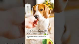 Can dogs eat avocado? Lets find out #shorts #dogcare #dogcaretips  #thehappypuppers