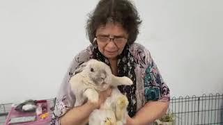 HOW TO SAFELY PUT A BUNNY IN TO A PEN