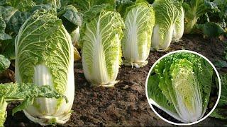 Tips to grow napa cabbage grow as fast as blow Planted in front of the basket