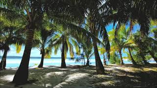 Красивое Море и Пальмы Пение птиц. Beautiful palm trees 4 HOURS of relaxing