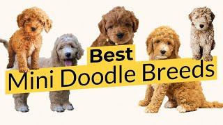 Best Mini Doodle Breeds 