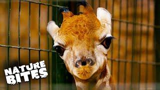 Adorable Baby Giraffe Learns To Run  The Secret Life of the Zoo  Nature Bites