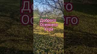 Доброго осеннего утра Доброго дня #доброеутро #осень #листья #мульчирование #природа #сад #люсимили