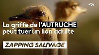 La griffe de lautruche peut tuer un lion adulte - ZAPPING SAUVAGE