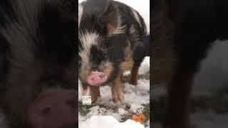Schwein gehabt  Liebhaber retten Schweinerasse #landwirtschaft #schwein #shorts