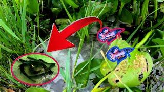 Most super wild betta fish in the lotus lake