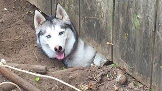 Huskies are known for being escape artists Funniest Dogs Ever