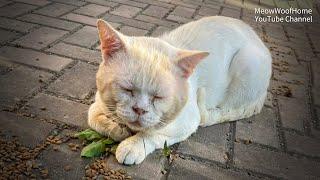 Encountered a chubby cat thought it had a good life but the truth is heartbreaking