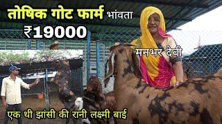 ईद वाले बकरे ₹19000 पट्टी  toshik goat farm bhanwta  goat farming  pkraj vlogs