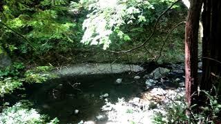 Pescadero Creek