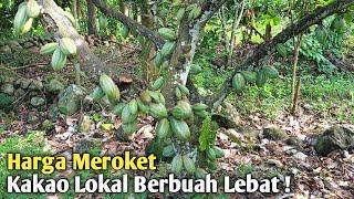 Kebun Kakao Lokal Umur 25 Tahun 