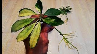 How to grow Schefflera plant from single leaf very easy