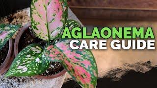 Aglaonema Chinese Evergreen Care A Noob-Proof Houseplant