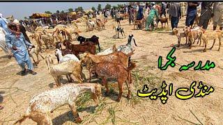 Madrassa Bakra Mandi Latest Update  Goats Farming  Makhi Cheeni Bakrian Bakra 