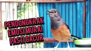 PENDONGKRAK EMOSI MURAI  semua murai pasti gacor mendengar suara mutai betina ini   #murai #shama