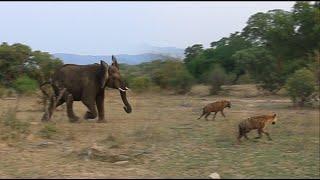 Elephant Saves Injured Lion From Hyenas