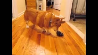 Corgi Chase Toy Mouse Video 2