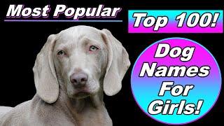 Top 100 Dog Names For Girl with Meanings and Origins