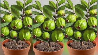 100% Success Grow a Guava Tree from Cuttings Watch This Video